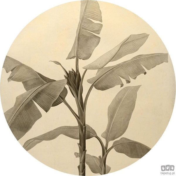 Fototapeta Banana Plant D1-095 D1-095