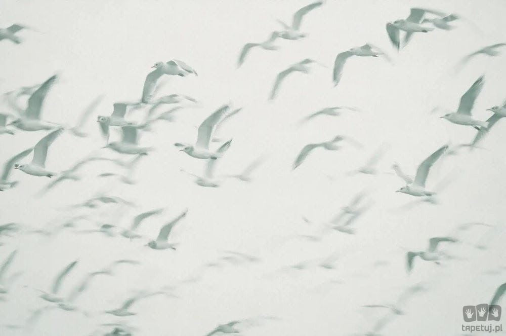 Fototapeta Flock V101-2