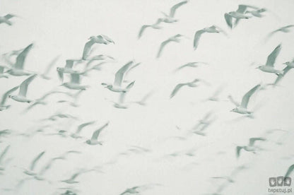Fototapeta Flock V101-2