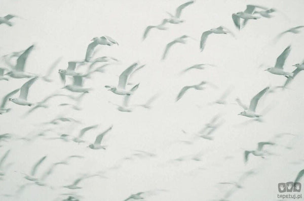 Fototapeta Flock V101-2