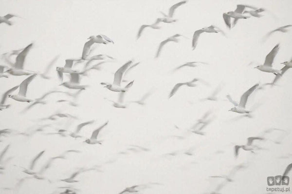 Fototapeta Flock V101-3
