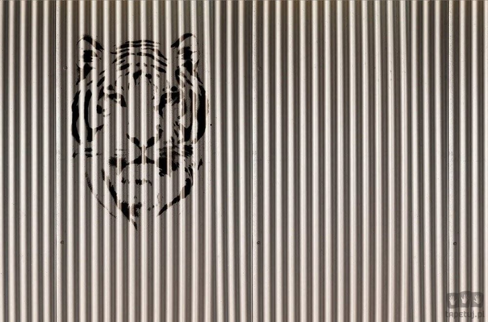 Fototapeta Tiger V125-2
