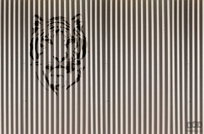 Fototapeta Tiger V125-2