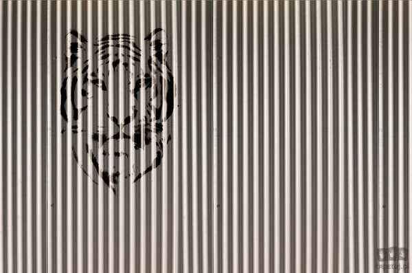 Fototapeta Tiger V125-2