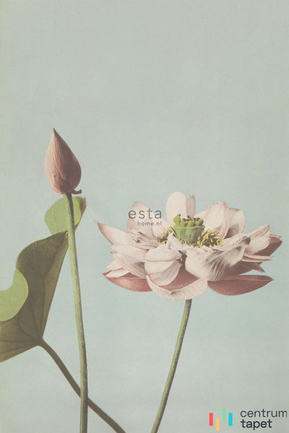 Fototapeta 158890 Blush Esta Home