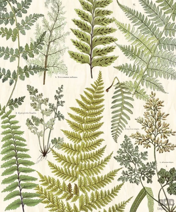 Fototapeta Herbarium 309017 Eijffinger 309017
