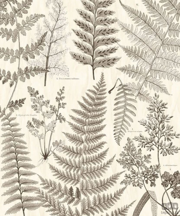 Fototapeta Herbarium 309018 Eijffinger 309018