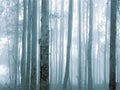 Fototapeta Mysterious Forest 309144 Eijffinger 309144