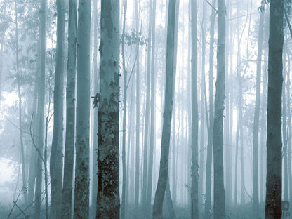 Fototapeta Mysterious Forest 309144 Eijffinger 309144