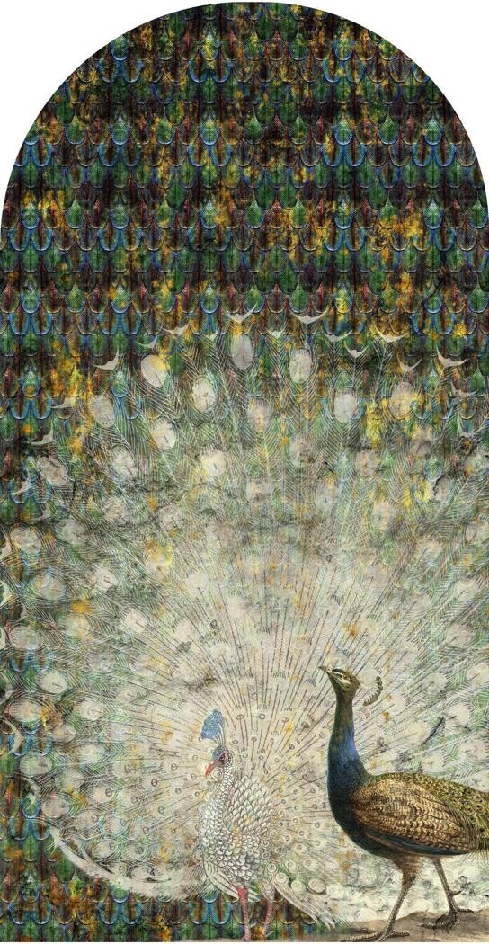 Fototapeta w kształcie łuku - Peacock TapetaLukPeacock