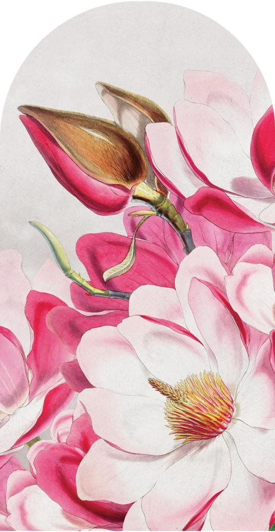 Fototapeta w kształcie łuku - Magnolia TapetaLukMagnolia