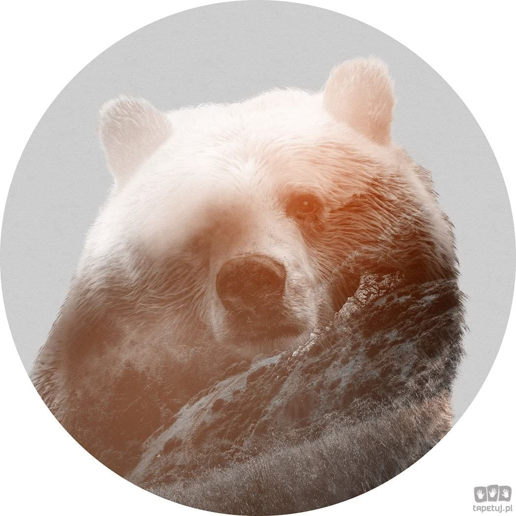 Fototapeta Bearava D1-015 D1-015