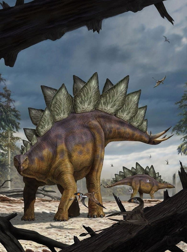 Fototapeta Stegosaurus XXL2-530 XXL2-530