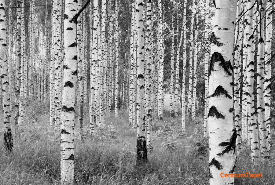 Fototapeta Woods XXL4-023